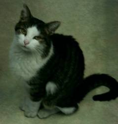 In Memory of Mieze 26.01.2004