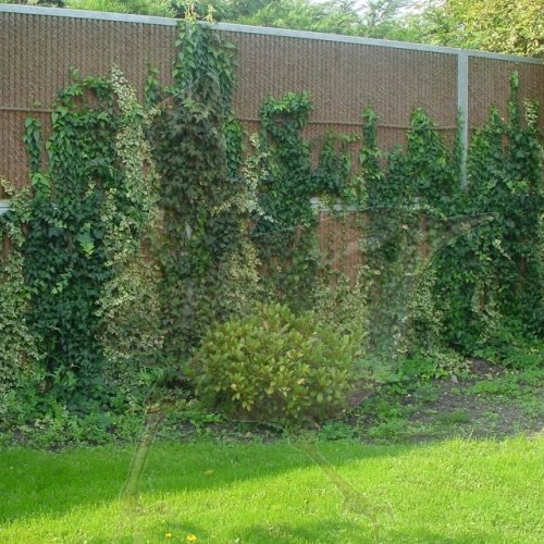 KOKO WALL