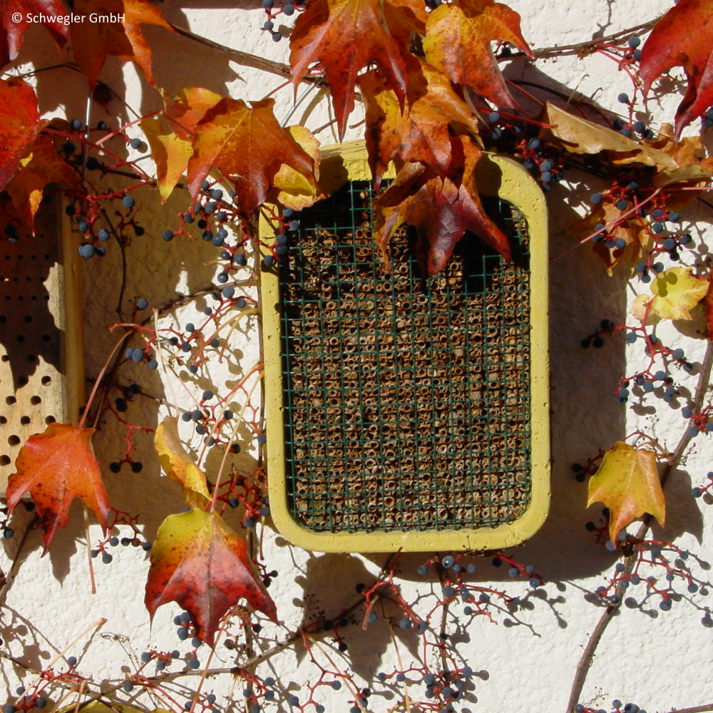 Insektennistwand Schilf
