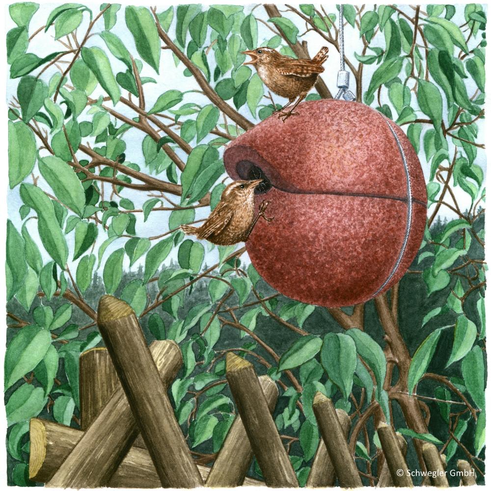 Zaunkönig Nest, Nist Kugel Herbstlicht / rot