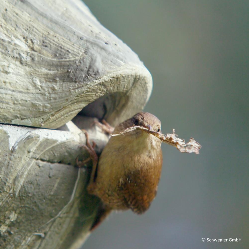 Zaunkönig Nest, Nist Kugel Efeu / grün
