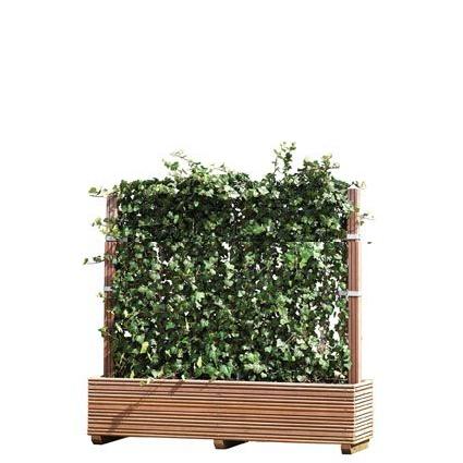 Hecke am laufenden Meter® - Das Original 1200 x 1000 mm im Pflanzkübel Holz