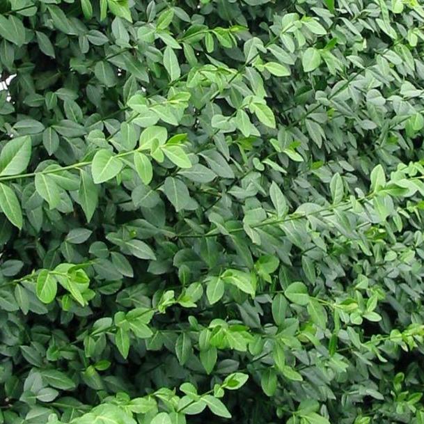 Hecke am laufenden Meter® - Das Original 1200 x 1800 mm Euonymus f. Coloratus