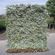 Hecke am laufenden Meter® 1200 x 1800 mm Efeu