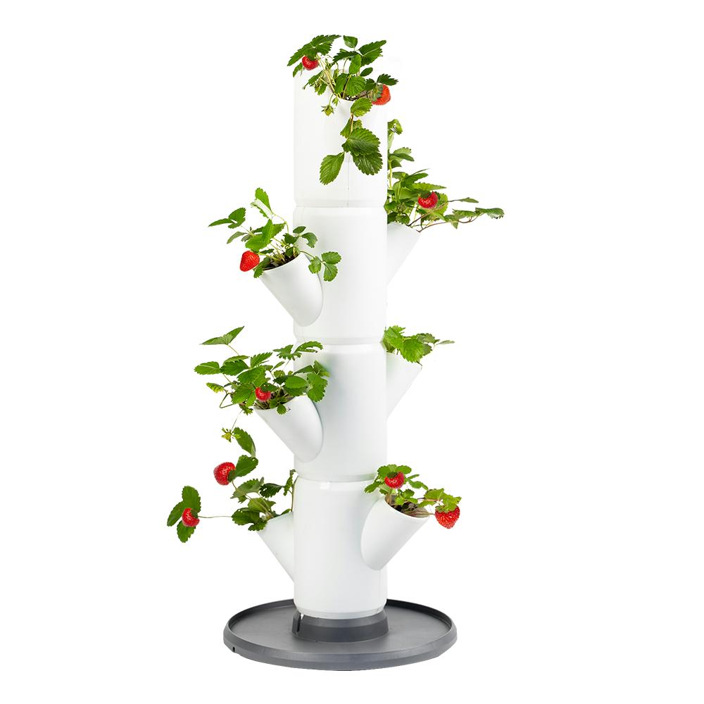 Pflanzturm Sissi Strawberry Erdbeere Starter weiß