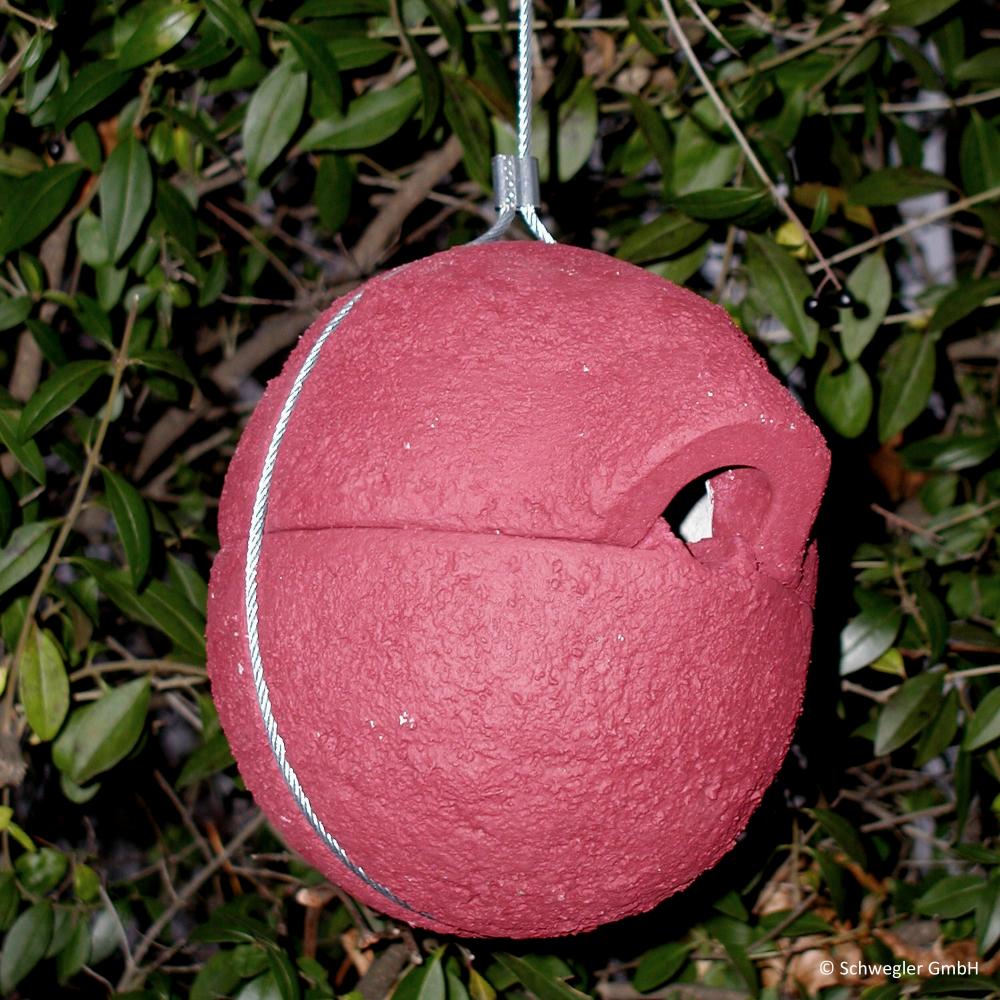 Zaunkönig Nest, Nist Kugel Herbstlicht / rot
