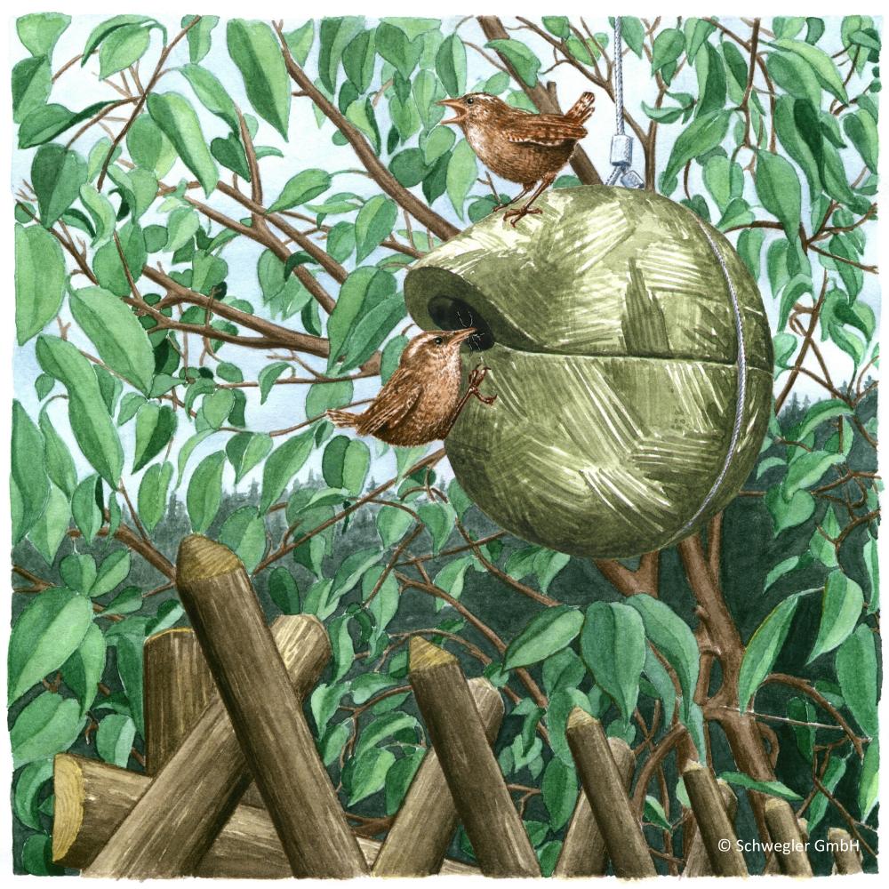 Zaunkönig Nest, Nist Kugel Efeu / grün