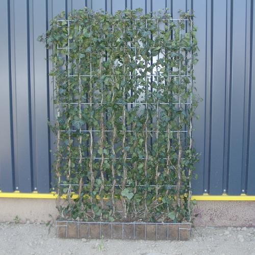 Hecke am laufenden Meter® - Das Original 1200 x 1800 mm Hedera helix Woerneri