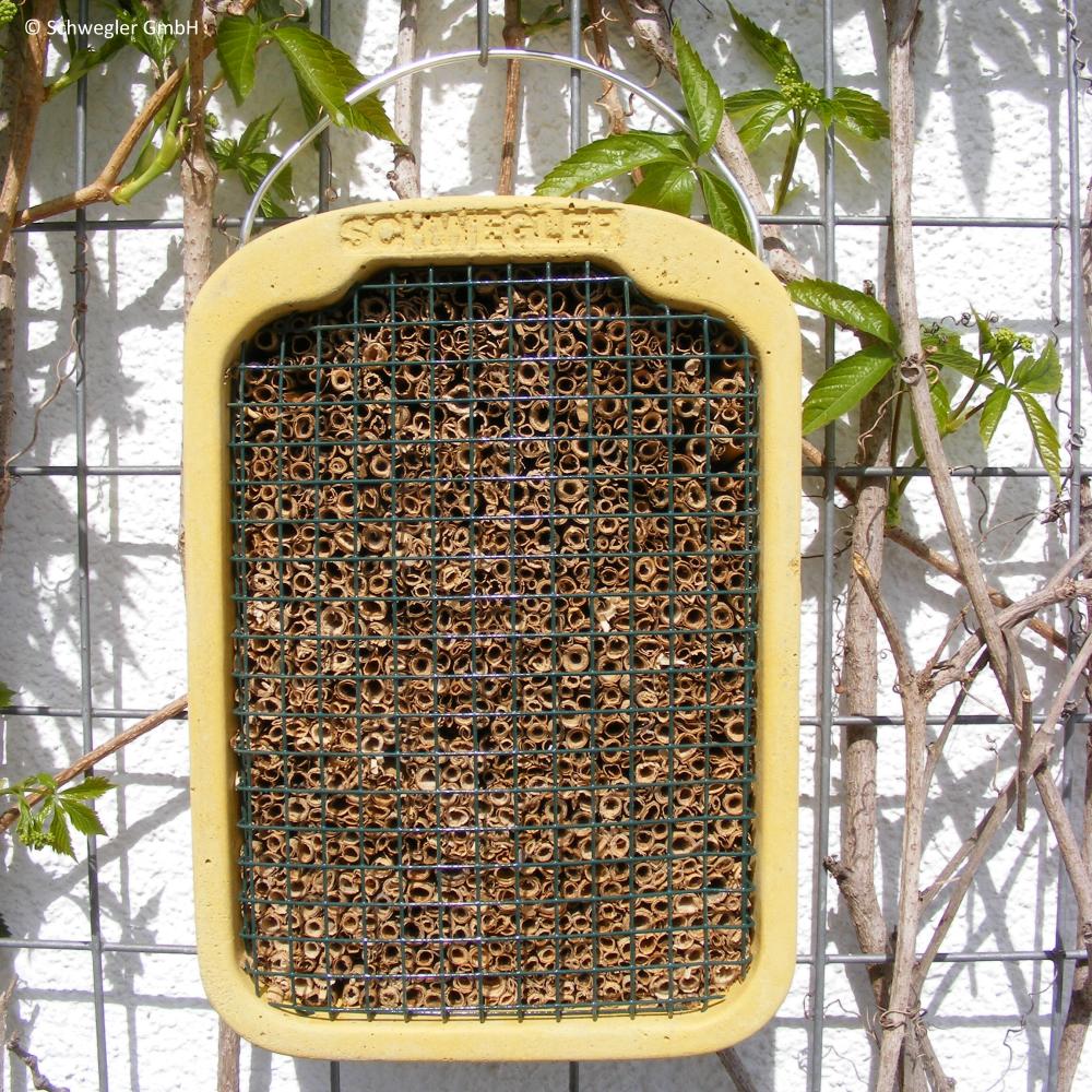 Insektennistwand Schilf