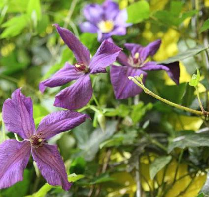 Hecke am laufenden Meter® - Color 1200 x 1800 mm Clematis - AB SEPTEMBER 2017 LIEFERBAR!