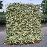 Hecke am laufenden Meter® 1200 x 1800 mm Efeu