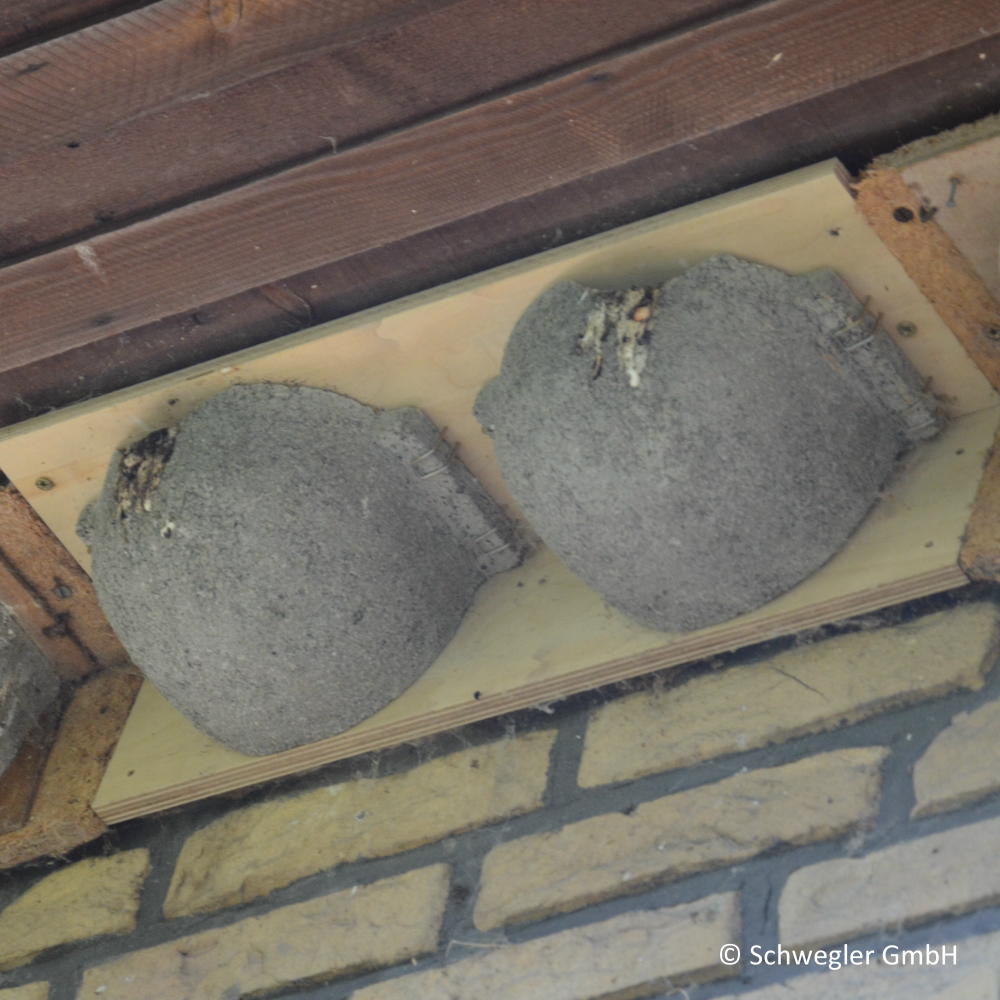 Mehlschwalbennest 9B Doppelnest