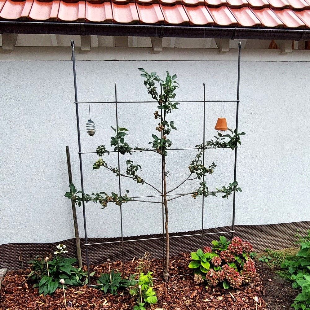 Rankspalier massiv 1950 x 1350 mm blank