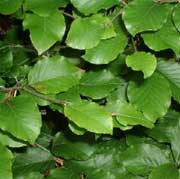 Hecke am laufenden Meter® 1200 x 1550 mm Liguster