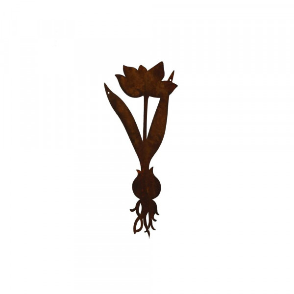Rost Frühling Blume Zwieben Tulpe