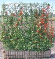 hecke am laufenden meter feuerdorn