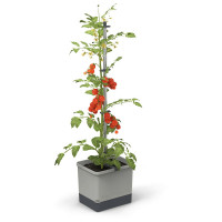 Pflanztopf Tom Tomato grau