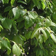 Hecke am laufenden Meter® 1200 x 1550 mm Hainbuche