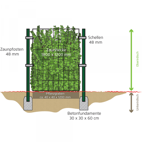 Zaunhecke im Garten aufgebaut