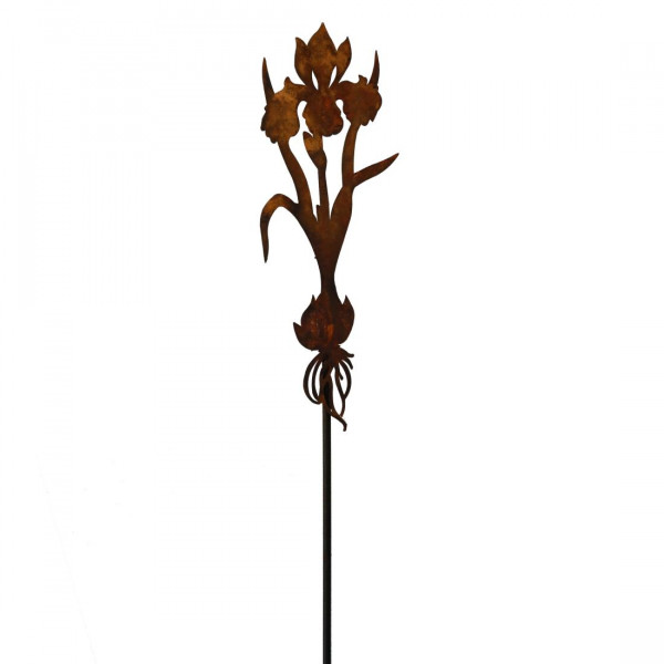 Rost Dekostab Frühling Blume Zwieben Iris
