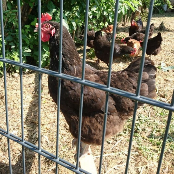 Hühnerhof mit Gartenzaun kostengünstig sichern