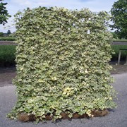 Hecke am laufenden Meter® 1200 x 1800 mm Efeu