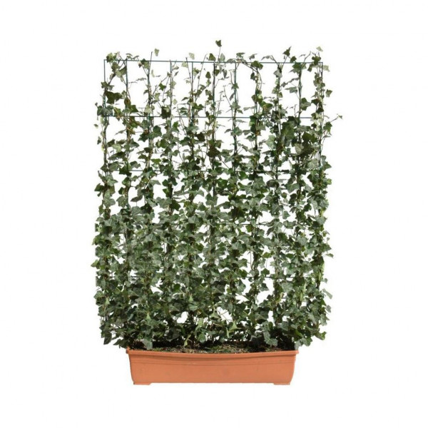 Hecke am laufenden Meter® Balkon