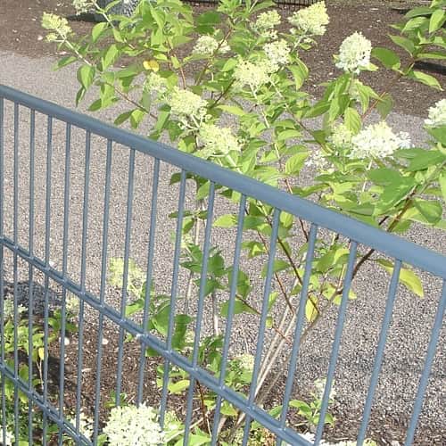 Gitterzaun aus Lagervorrat - günstig im Preis.