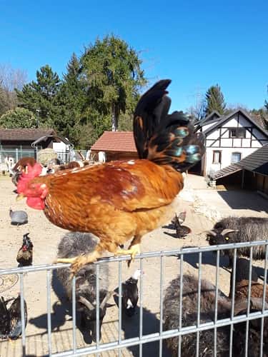 Gitterzaun aus Lagervorrat - günstig im Preis. Gitterzaun aus Lagervorrat - günstig im Preis.