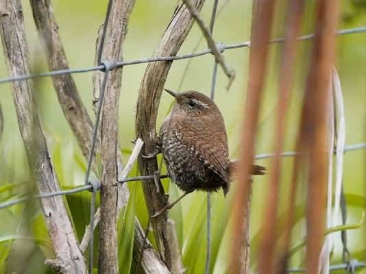 Zaunkoenig Freiburg Zaeune Wildschutzzaun